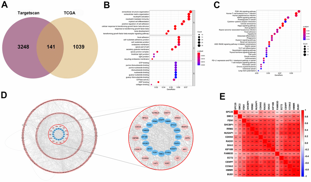 Prediction and screening of the target gene of miR-569 through bioinformatics analysis. (A) Venn diagram for the intersections between DEGs and miRNA target genes. (B, C) GO and KEGG analysis shows pathways in which the miR-569 target gene participates. (D) Protein-protein interaction networks of the miR-569 target genes using the Cytoscape database. (E) Correlation heat map of hub genes.