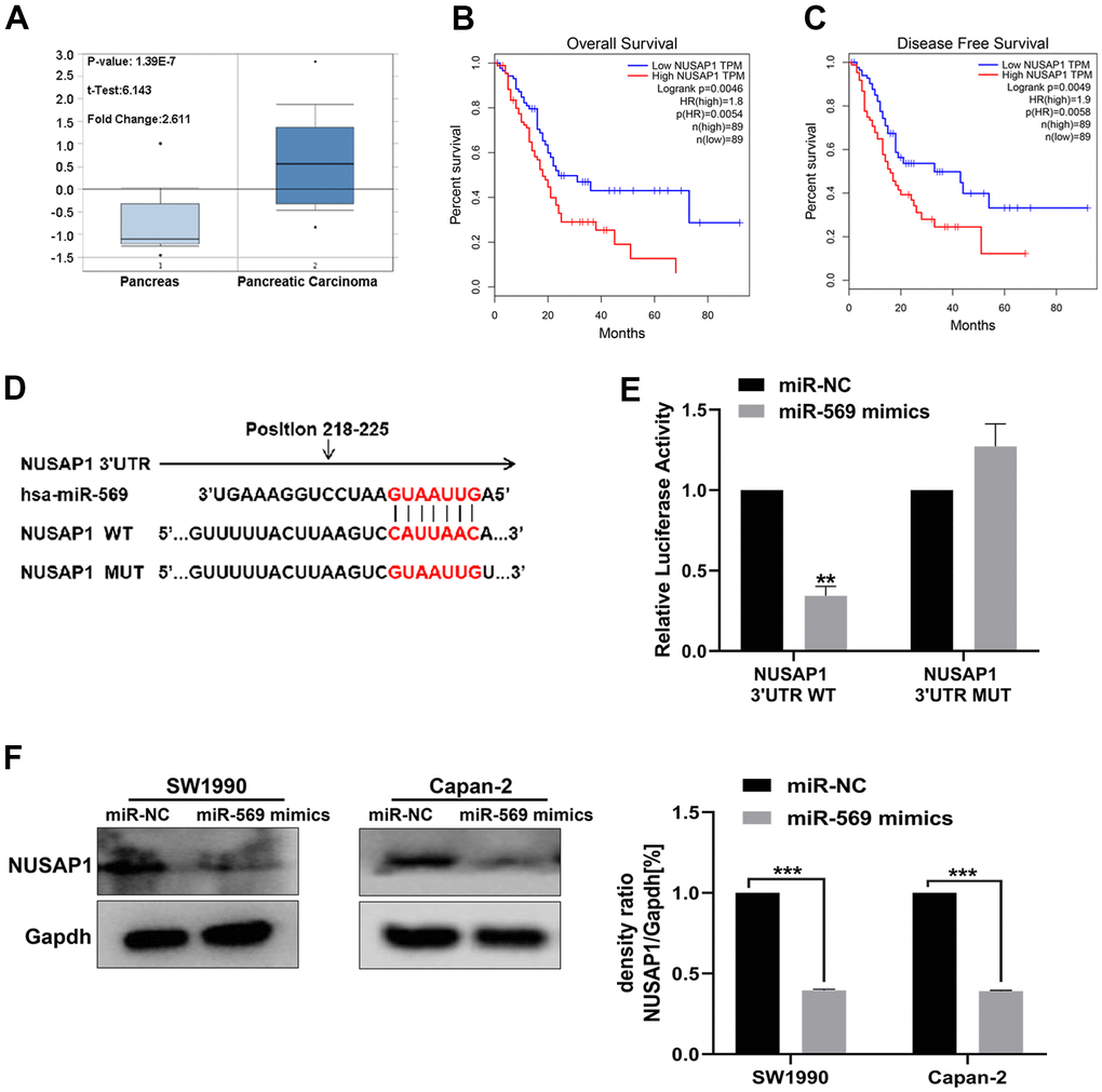 miR-569 directly targeted NUSAP1. (A) Oncomine database showing NUSAP1 mRNA expression level in PC and normal tissues. (B, C) Kaplan-Meier overall survival and disease-free survival curves for patients with PC stratified by high and low expression of NUSAP1. (D) Putative miR-569 target sequence in wild-type (WT) and mutated (MUT) 3’UTR of NUSAP1 was generated as indicated. (E) Relative luciferase activity of NUSAP1 3’UTR co-transfected with the indicated reporters and miR-569 mimic oligonucleotides. (F) Western blot assay demonstrated NUSAP1 protein level after over-pression of miR-569. (* p  0.05, ** p  0.01, n = 5, Student’s t-test, means ± 95% CI).