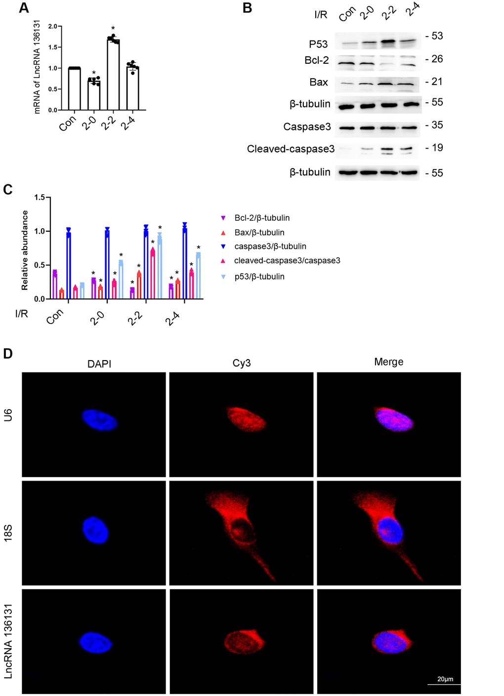 I/R Induced the expression of lncRNA136131 in BUMPT cells. BUMPT cells were subjected to ischemic (I, 2 hours)/reperfusion (R, 0, 2, and 4 hours) treatment. (A) RT-qPCR analysis of the expression of lncRNA136131. (B) The immunoblot analysis of the expression of caspase 3, cleaved-caspase3, Bax, p53 and Blc-2. (C). Densitometric measurement of western blot bands of them. (D) The RNA-FISH detection of Intracellular localization of lncRNA136131 in BUMPT cells. U6 and 18S were used as control of nucleus and cytoplasm markers, respectively. Data are expressed as mean ± SD (n = 6). *p 