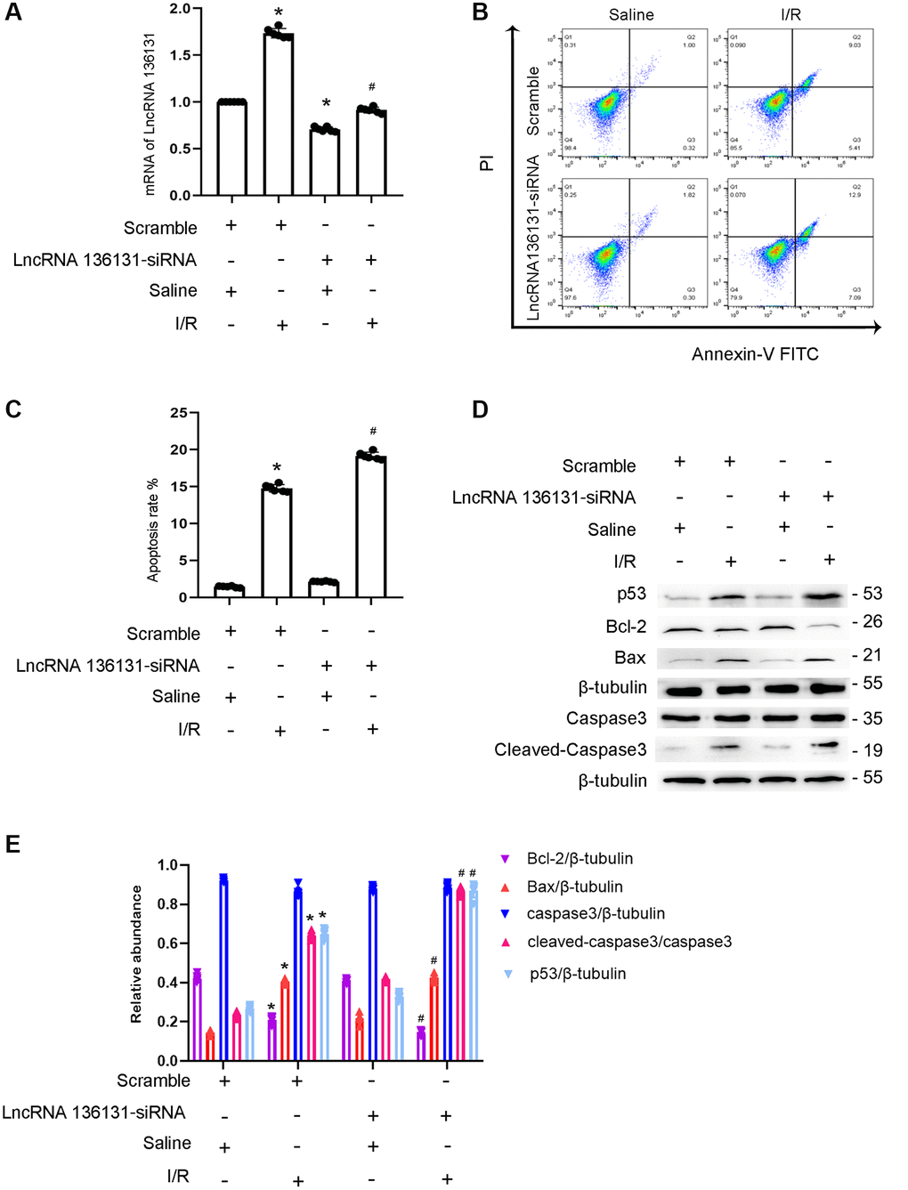 lncRNA136131 knock down aggravated the I/R-induced BUMPT cells apoptosis and the expression of cleaved-caspase3. BUMPT cells were transfected with 100 nM lncRNA136131 siRNA or scramble, and then treated with or without I(2 hours)/R(2 hours) injury. (A) RT-qPCR analysis of the expression of lncRNA136131. (B) FCM analysis of BUMPT cells apoptosis. (C) Analysis of apoptosis rate (%). (D) The immunoblot analysis of caspase 3, cleaved-caspase3, Bax, p53 and Blc-2. (E) The gray analysis between them. Data are expressed as mean ± SD (n = 6). *p #p 