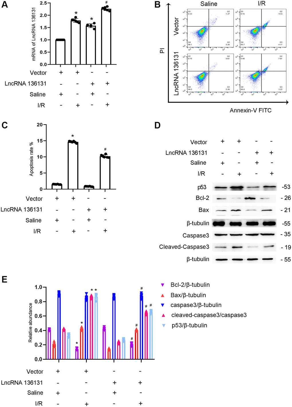 Overexpression of lncRNA136131 attenuates I/R-induced BUMPT cells apoptosis and the expression of cleaved-caspase3. BUMPT cells were transfected with lncRNA136131 plasmid or control and then treated with or without I(2 hours)/R(2 hours) injury. (A) RT-qPCR analysis of the expression of lncRNA136131. (B) FCM analysis of BUMPT cells apoptosis. (C) Analysis of apoptosis rate (%). (D) The immunoblot analysis of caspase 3, cleaved-caspase3, Bax, p53 and Blc-2. (E) The gray analysis between them. Data are expressed as mean ± SD (n = 6). *p #p 