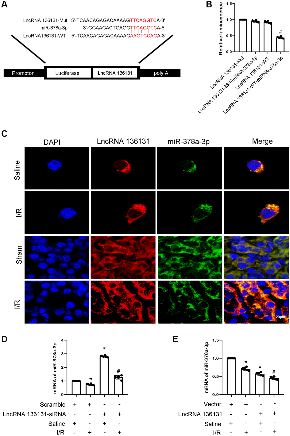 lncRNA136131 inhibits the expression and activity of miR-378a-3p. (A) Sequence alignment analysis of the complementary strand of lncRNA136131 and miR-378a-3p. (B) Detection of luciferase activities after co-transfection with miR-378a-3p plus with lncRNA136131-WT or lncRNA136131-MUT. (C) The RNA-FISH detection of Intracellular co-localization of lncRNA136131 and miR-378a-3p in BUMPT cells and mice kidney treated with or without I/R injury. (D, E) RT-qPCR analysis of miR-378a-3p expression. Data are expressed as mean ± SD (n = 6). *p #p 