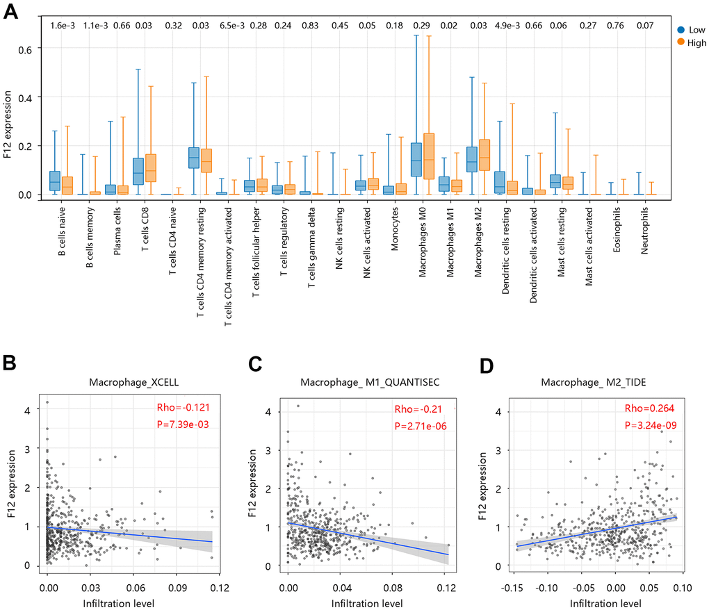 Correlation between F12 and immune cell infiltration in papillary thyroid cancer by CIBERSORT. (A) Immune cell infiltration level in the low- and high- F12 expression group. (B) Association of F12 expression with macrophage infiltration levels. (C) Association of F12 expression with M1 macrophage infiltration level. (D) Association of F12 expression with M2 macrophage infiltration level.