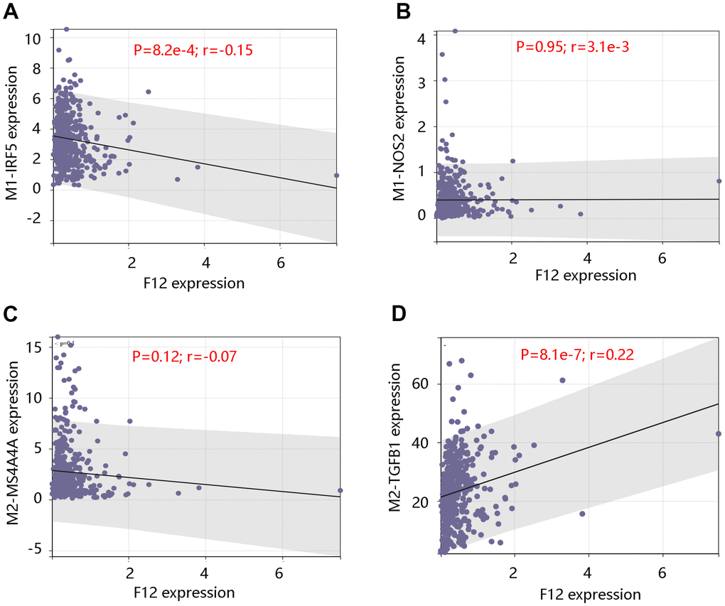 Correlation between F12 expression and macrophage markers. Relationship between F12 expression and M1 macrophage markers (A) IRF5 and (B) NOS2. Relationship between F12 expression and M2 macrophage markers (C) MS4A4A and (D) TGFB1.