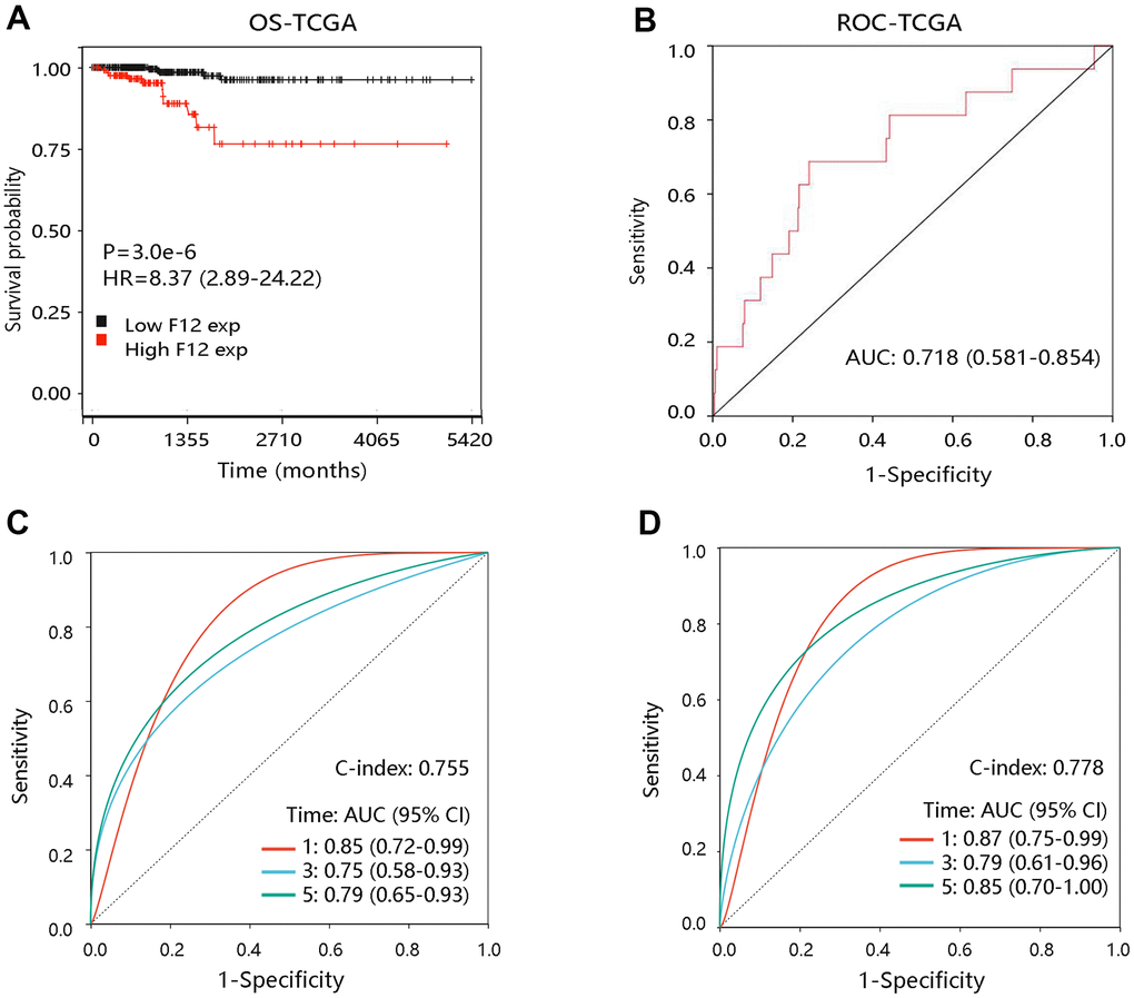 The prognostic value of F12 in PTC. (A) The association of F12 expression with OS of PTC patients. (B) The ROC curve of F12 expression for predicting the survival status. (C) Time-dependent ROC analysis in all PTC patients. (D) Time-dependent ROC analysis in PTC patients at stage III-IV. PTC, papillary thyroid cancer; ROC, receiver operating characteristic; OS, overall survival; HR, hazard ratio; AUC, area under the curve.