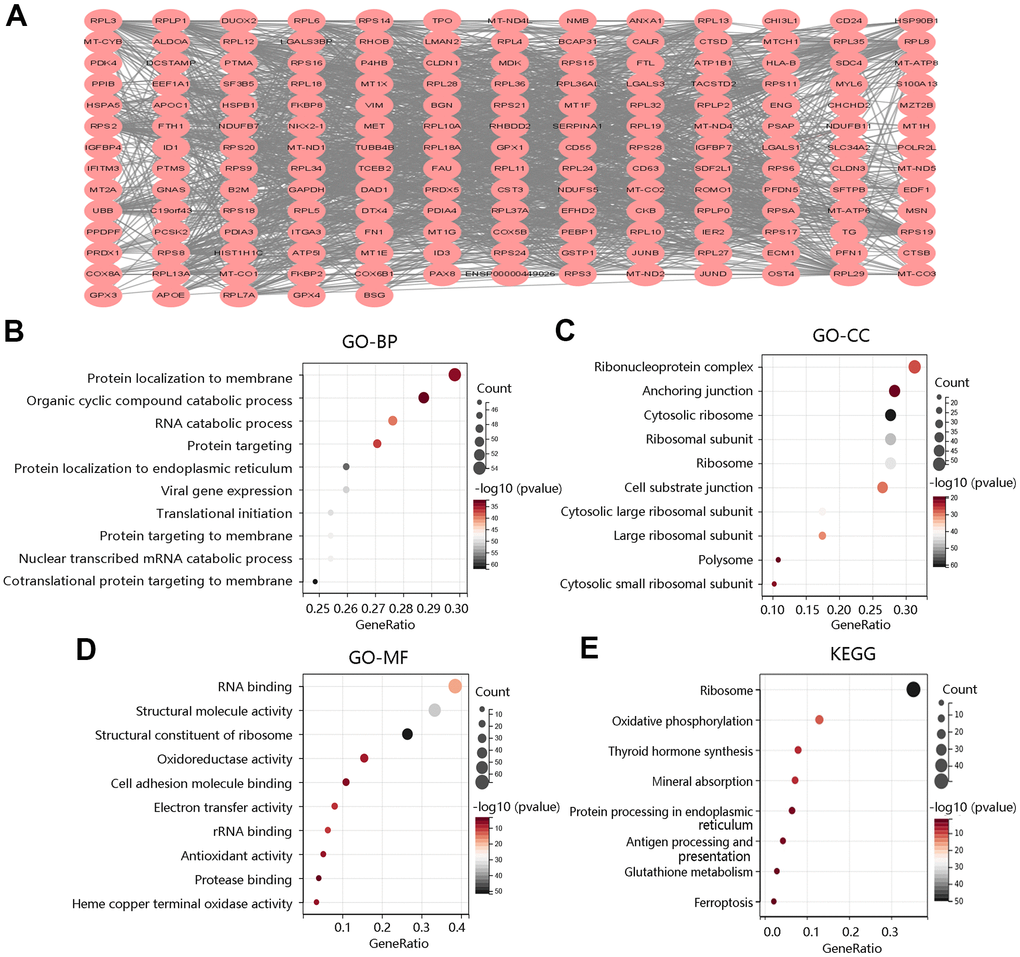 Functional enrichment analysis of top 200 DEGs between high and low F12 expression groups. (A) Protein-protein interaction network of top 200 DEGs. Gene ontology annotations of (B) biological process, (C) cellular component, and (D) molecular function. (E) KEGG pathway. DEGs, differentially expressed genes.