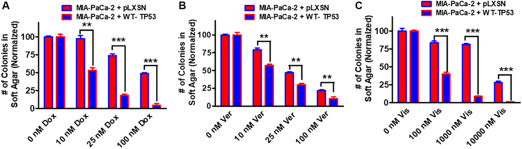 Effects of pLXSN and WT-TP53 on the colony formation in soft agar in the presence of doxorubicin, verapamil and vismodegib. The effects of pLXSN and WT-TP53 on the colony formation in soft agar in MIA-PaCa-2 in response to drugs was examined. (A) Colony formation abilities of MIA-PaCa-2 + pLXSN (red bars) and MIA-PaCa-2 + WT-TP53 (blue bars) were compared in response to treatment with doxorubicin. (B) Colony formation abilities of MIA-PaCa-2 + pLXSN (red bars) and MIA-PaCa-2 + WT-TP53 (blue bars) were compared in response to verapamil. (C) Colony formation abilities of MIA-PaCa-2 + pLXSN (red bars) and MIA-PaCa-2 + WT-TP53 (blue bars) were compared in response to treatment with vismodegib. The number of colonies for each cell line were normalized to untreated so that the results from pLXSN and WT-TP53 could be compared. These studies were repeated and similar results were observed. ***P **P 