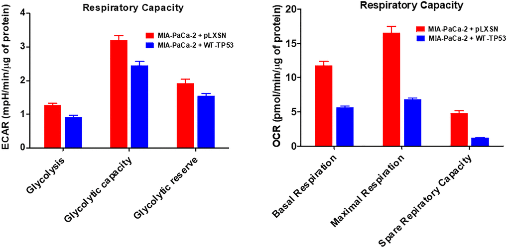 Effects of presence of WT-TP53 on respiratory capacity. The data for MIA-PaCa-2 + pLXSN is the same control as presented in [91]. Both MIA-PaCa-2 + pLXSN and MIA-PaCa-2 + WT-TP53 were examined the same time on the Seahorse machine. The measurements were made 5 times (5 replicates). The data presented in Figure 14 are the means and standard error of the means (SEM).