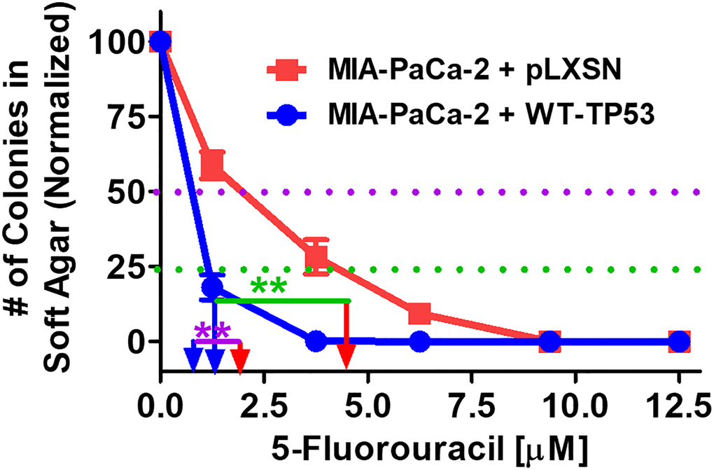 Effects of pLXSN and WT-TP53 on the colony formation in soft agar in the presence of 5-Fluorouracil. The effects of pLXSN and WT-TP53 on the colony formation in soft agar were examined. Red squares = MIA-PaCa-2 + pLXSN cells, blue circles = MIA-PaCa-2 + WT-TP53 cells. IC50 is indicated with a purple dotted line and IC25 is indicated with a green dotted line. IC25 is a term to indicate inhibition of colony formation at 25%. These experiments were repeated performed and similar results were observed. The colonies for each cell line were normalized to untreated cells so that the results from the MIA-PaCa-2 + pLXSN and MIA-PaCa-2 + WT-TP53 could be compared. **P 