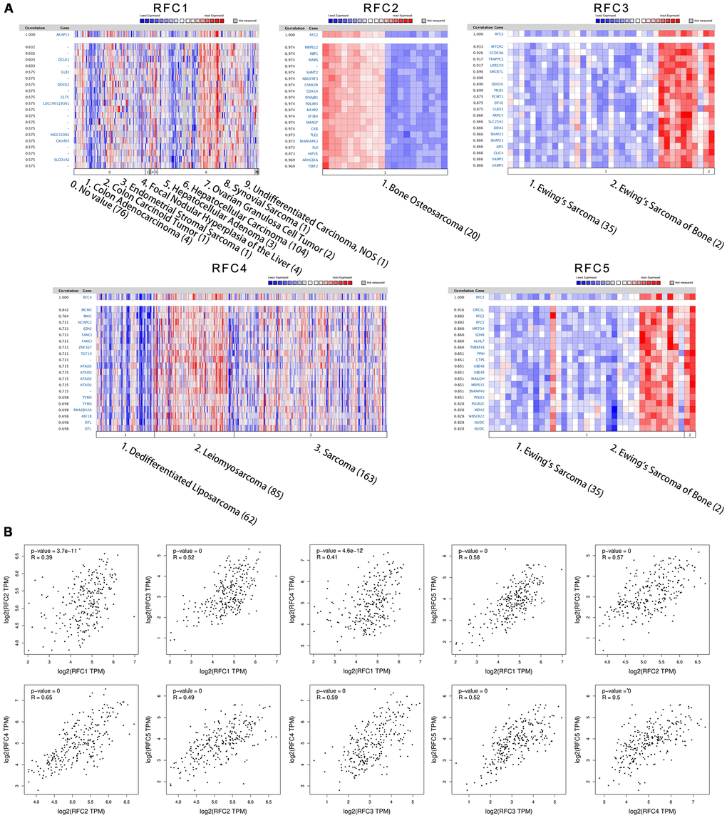 Co-expression genes of RFCs, and the correction between RFCs in sarcoma. (A) Co-expression genes of RFCs in sarcoma, analyzed by Oncomine. (B) The correction between RFCs in sarcoma, analyzed by GEPIA.