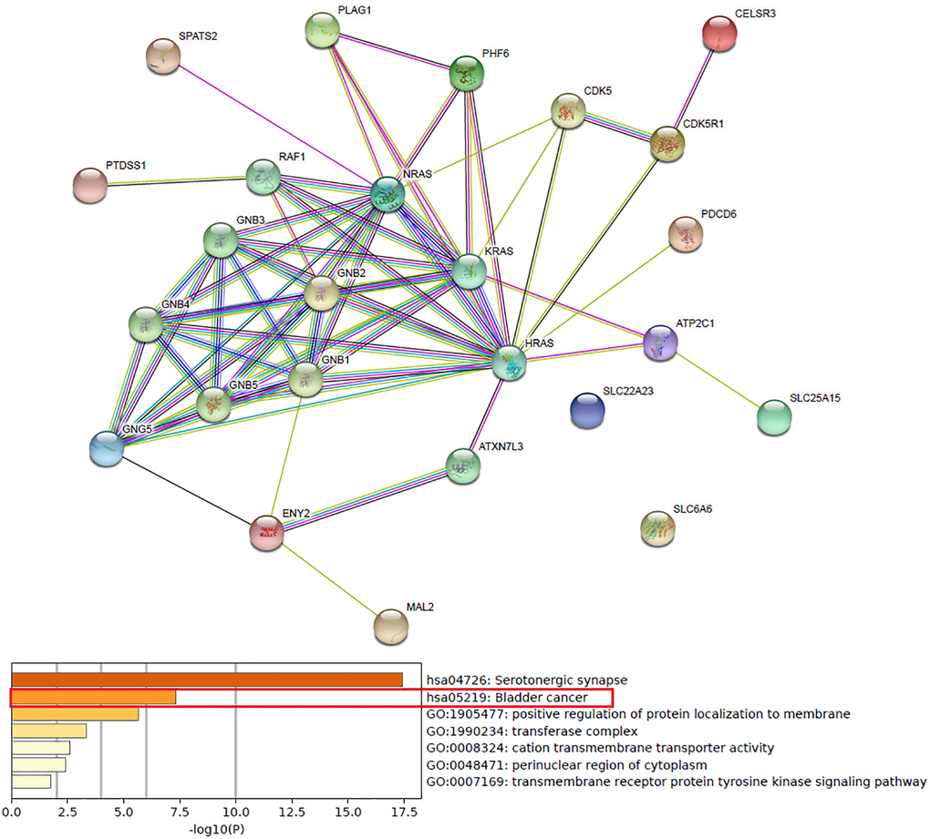 Predicted functions and pathways of up-expressed predicted target genes of hsa-mir-183 and their 10 frequently altered neighbor genes (Metascape).