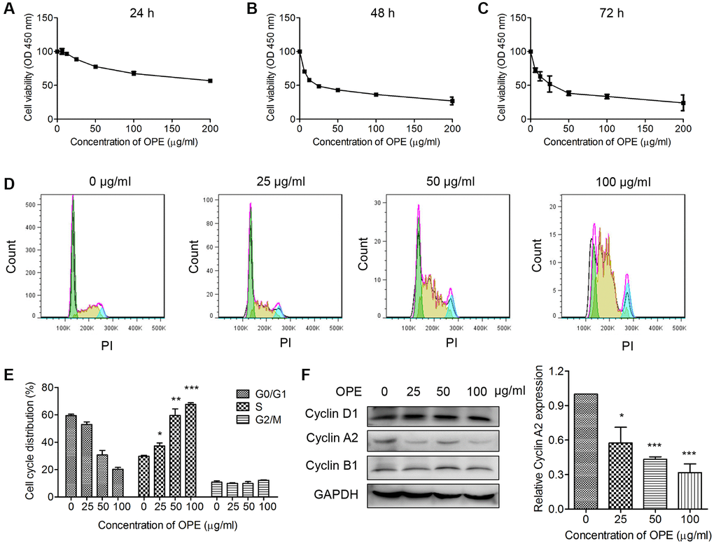 OPE inhibits the proliferation and induces S phase arrest in A20 cells. (A–C) OPE inhibits the proliferation of A20 cells. A20 cells were treated with different concentrations of OPE (0, 6.25, 12.5, 25, 50, and 100 μg/mL) for 24 h (A), 48 h (B), and 72 h (C), respectively, and the cell viability was examined by CCK-8 assay. (D, E) OPE induces S-phase arrest in A20 cells. A20 cells were treated with different concentrations of OPE (0, 25, 50, and 100 μg/mL) for 48 h, and cell cycle distribution was accessed by flow cytometry. (F) Western blot was carried out to detect the expression of cell cycle-associated proteins. Data are presented as means ± SD of at least three independent experiments. (*p **p ***p 