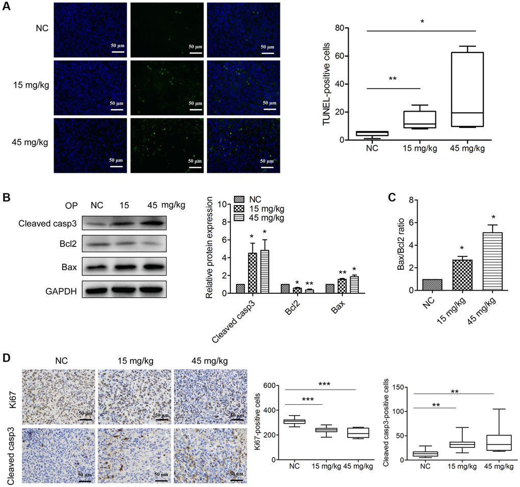 OPE induces apoptosis in A20-derived tumors. (A) The effect of OPE on tumor apoptosis. The tumor apoptosis was evaluated by TUNEL staining (green). DAPI (blue) was used to stained nuclei. (B) Western blot analysis of apoptosis-related proteins in tumor tissues. (C) The alteration of the Bax/Bcl2 ratio in tumor tissues following treatment with OPE. (D) Immunohistochemistry staining analysis of the cleaved caspase3-positive cells and Ki67-postive cells in tumor tissues. Data are presented as means ± SD of at least three independent experiments. (*p **p ***p 