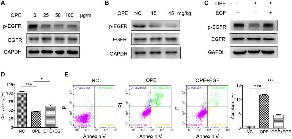 OPE suppresses A20 cell proliferation via inactivation of EGFR. (A) Western blot analysis of the expression and phosphorylation of EGFR in A20 cells. (B) Western blot analysis of the expression and phosphorylation of EGFR in A20 cell-derived tumors. (C) The viability of A20 cells after treatment with OPE (50 μg/mL) together with or without EGF (50 ng/mL). (D) The apoptosis of A20 cells after treatment with OPE (50 μg/mL) together with or without EGF (50 ng/mL). (E) Flow cytometry analysis of apoptosis of A20 cells treatment with OPE (μg/mL) together with or without EGF (50 ng/mL) for 48 h. Data are presented as means ± SD of at least three independent experiments. (*p ***p 