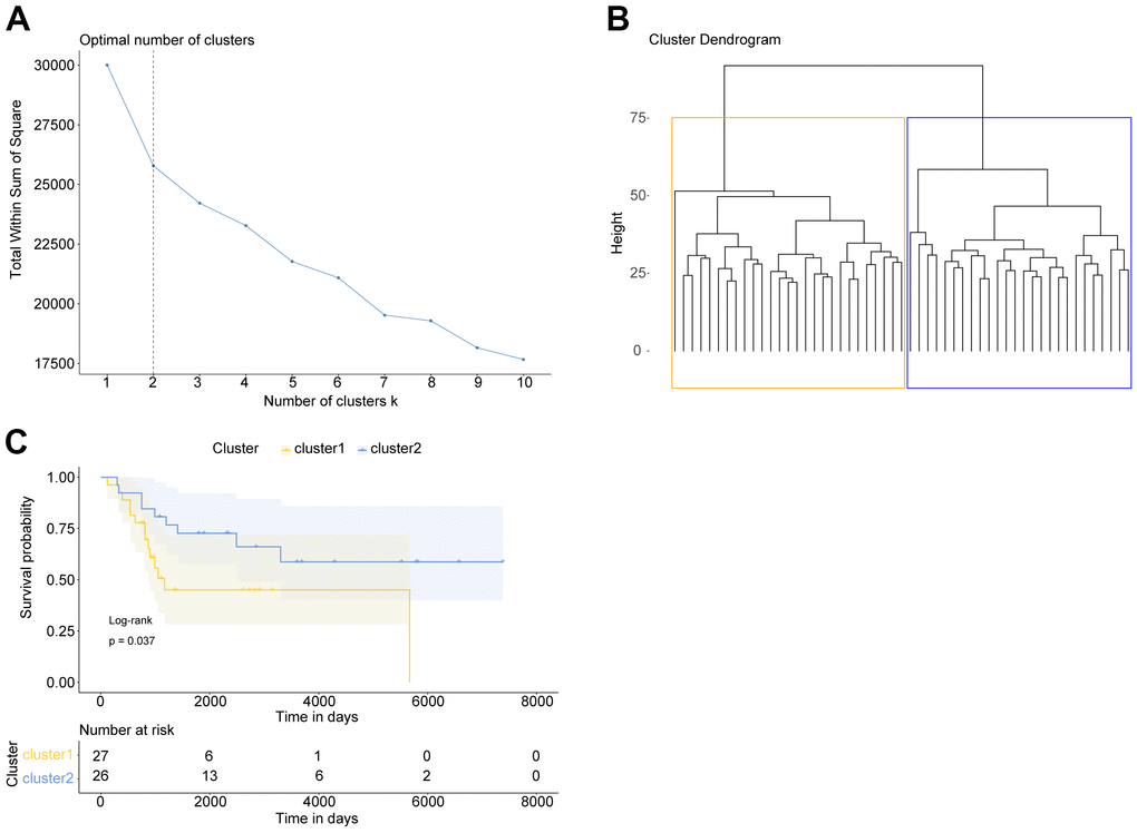 OS patients with different prognosis could be divided basing on apoptosis-related genes. (A) Elbow diagram indicated that the optimal number of clusters was k=2. (B) The cluster results of OS samples. (C) Kaplan Meier survival curve of OS patients in two clusters. P was calculated according to log-rank test.