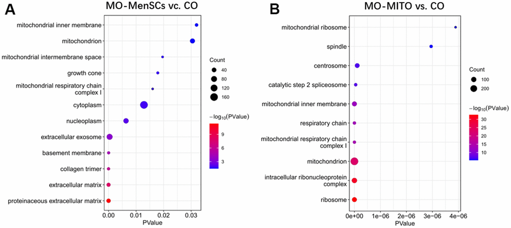 Functional annotation of up-regulated genes between MO-MenSCs vs. control (A) and MO-MITO vs. control samples (B).