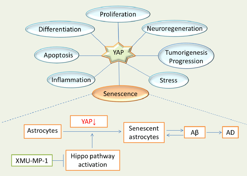 The new role of YAP in astrocytic senescence and AD. YAP is a protein that participates in various physiological and pathological processes, and functions in cell proliferation, differentiation, apoptosis, inflammation, neuroregeneration, tumorigenesis and progression, and stress. Moreover, YAP plays an important role in cellular senescence as well. Down-regulation of YAP promotes senescence of astrocytes, and may increase deposition of Aβ, which in turn, aggravates senescence of astrocytes, and such complex interaction contribute to AD pathogenesis.