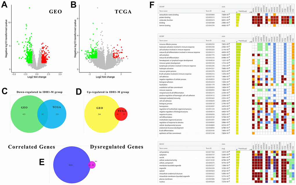 The associated DEGs with IDH1 and enrichment analysis. (A, B) The volcano plots show all DEGs from GEO and TCGA databases, respectively. The red points represent up-regulated genes while the green ones represent down-regulated genes. The gray points represent genes with no significant difference. (C, D) The Venn diagrams show the up-regulated and down-regulated genes both in GEO and TCGA databases. (E) A Venn diagram shows the genes both associated with IDH1 and deregulated by IDH1 mutation. (F) A lattice diagram shows the result of GO enrichment analysis of screened genes.