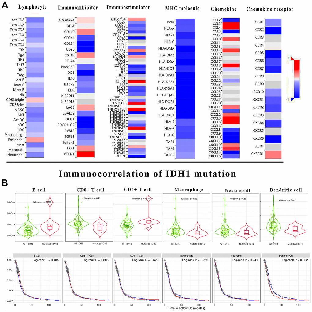 The immune correlation of IDH1 mutation in GBM. (A) The heat map shows the correlation of IDH1 and various immune indexes. The red box represents positive correlation and the blue one represents negative correlation. (B) The violin figures above show the infiltration of main lymphocyte types in wild type or IDH1 mutated samples. The following survivorship curves of OV show the correlation between lymphocyte infiltration and prognosis. The red curves represent the high level of infiltration and the blue ones represent the lower level of infiltration.