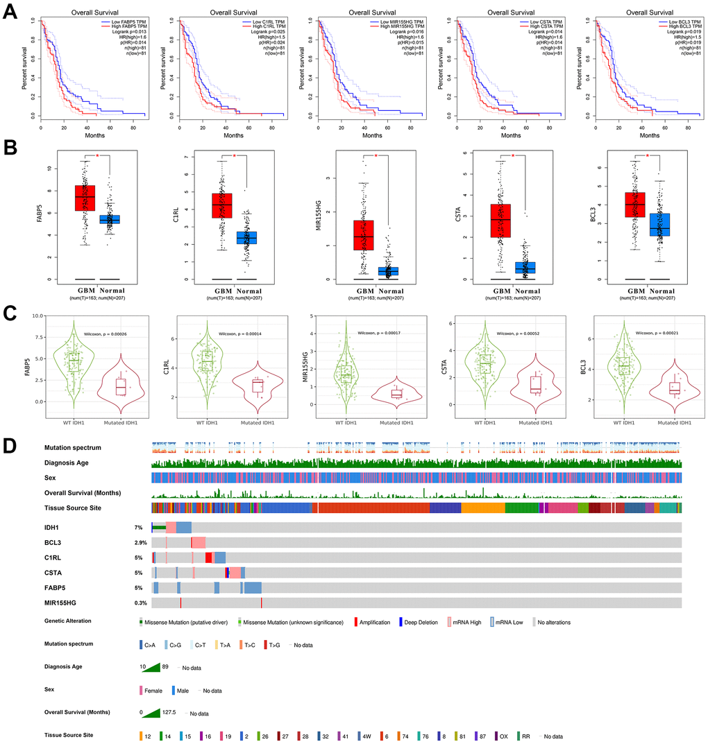 The clinical character of crucial genes. (A) The survivorship curves of OV with confidence interval. The red curve represents samples with a higher level of the crucial gene. Oppositely, the blue one represents samples with a lower level. The related parameters were listed on the right. (B) The box figure shows the expression of genes in tumors (n=163) and normal tissues (n=207) with error bars. The red boxes represent tumor samples and the blue ones represent normal samples. *, p-value≤0.05. (C) The violin figures represent the expression level of crucial genes in both wild type and IDH1 mutated samples. (D) Integrated view of clinical data and gene aberration in GBM patients (370 samples). From top to bottom panels indicate: mutation spectrum, diagnosis age, sex, overall survival (months), tissue source site and mutation symbol of genes. The key to the color-coding is at the bottom.