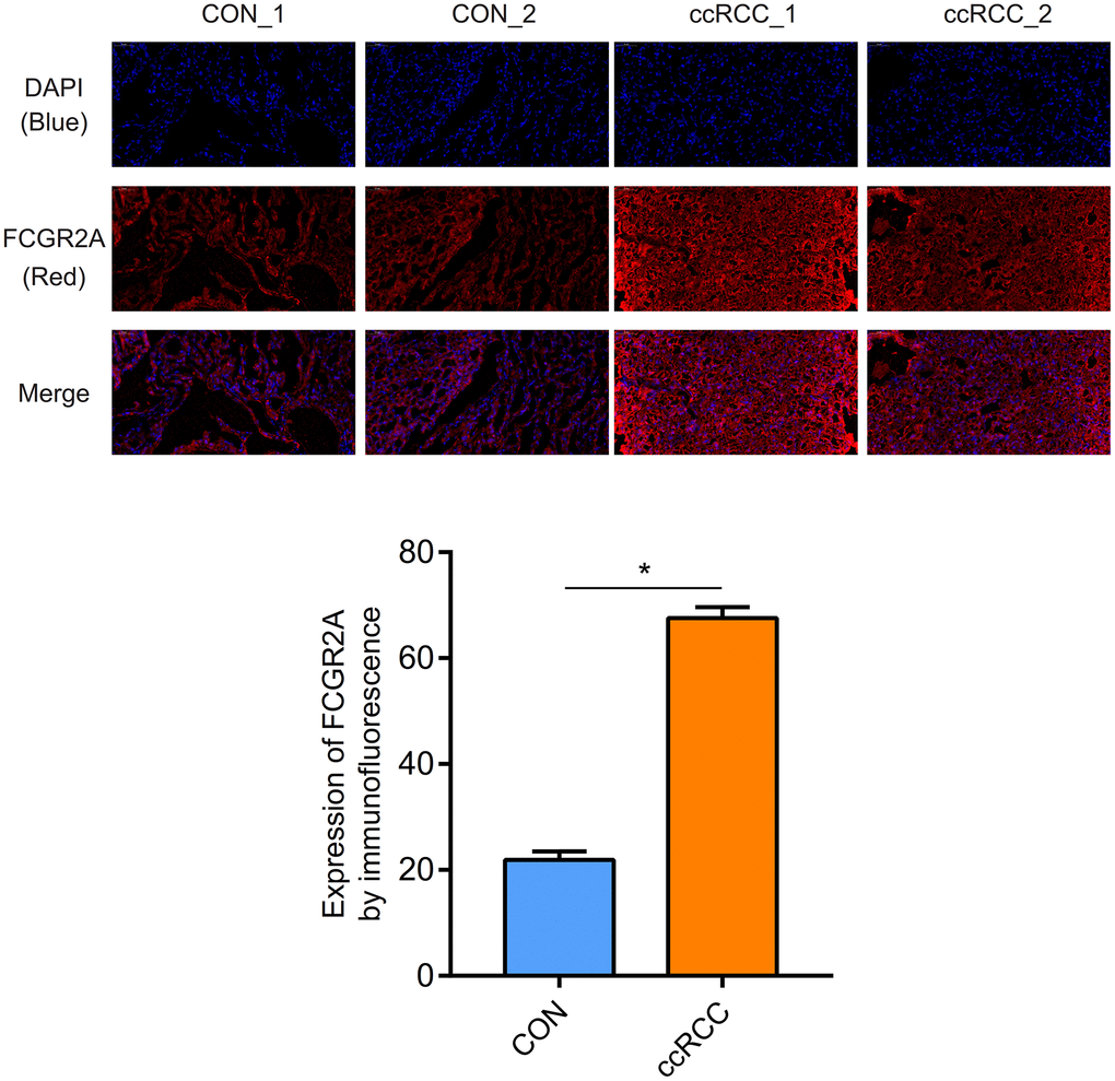 Verification of protein expression of FCGR2A by the immunofluorescence.