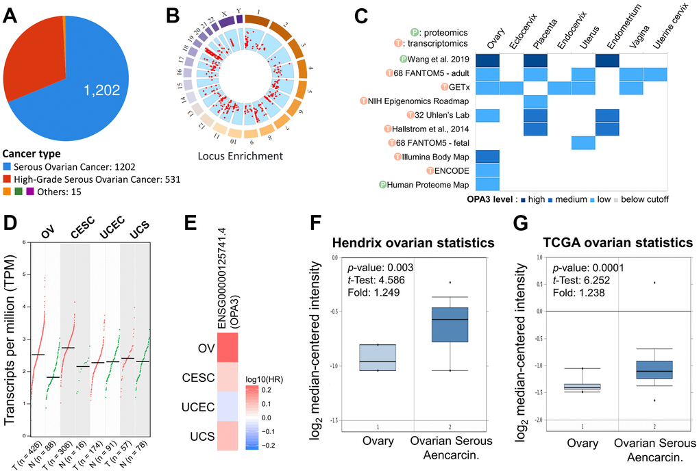 Expression analysis with OPA3 in the reproductive system. (A) Percentage of each ovarian cancer type in the TCGA dataset from cBioPortal. (B) Percentage of mutation counts and genomic changes due to copy number changes for different ovarian cancer types in the TCGA dataset. (C) RNA and protein levels of OPA3 in the reproductive system in the GETx database. (D, E) Gene transcriptional expression and survival of OPA3 in the female reproductive system. (F, G) Box plots of OPA3 mRNA levels in OV and normal tissues from Hendrix and TCGA ovarian Statistics.