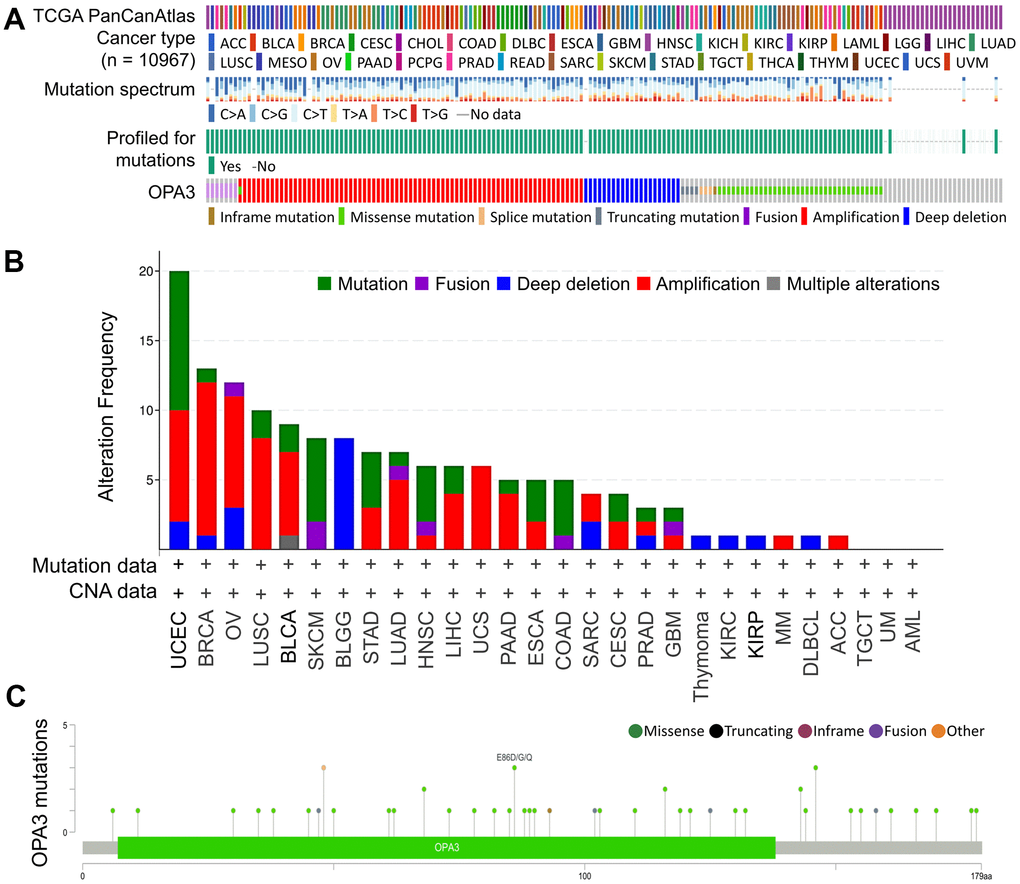 Analysis of OPA3-related transcription factor variants in ovarian cancer. (A) Frequency and type of OPA3 gene mutations in pancancer. (B) Distribution of copy number mutations of pan-oncogenes from TCGA. (C) OPA3 protein structural domain and location of specific mutations. The length of the line linking the mutation annotation to the protein indicates the number of samples with mutations.