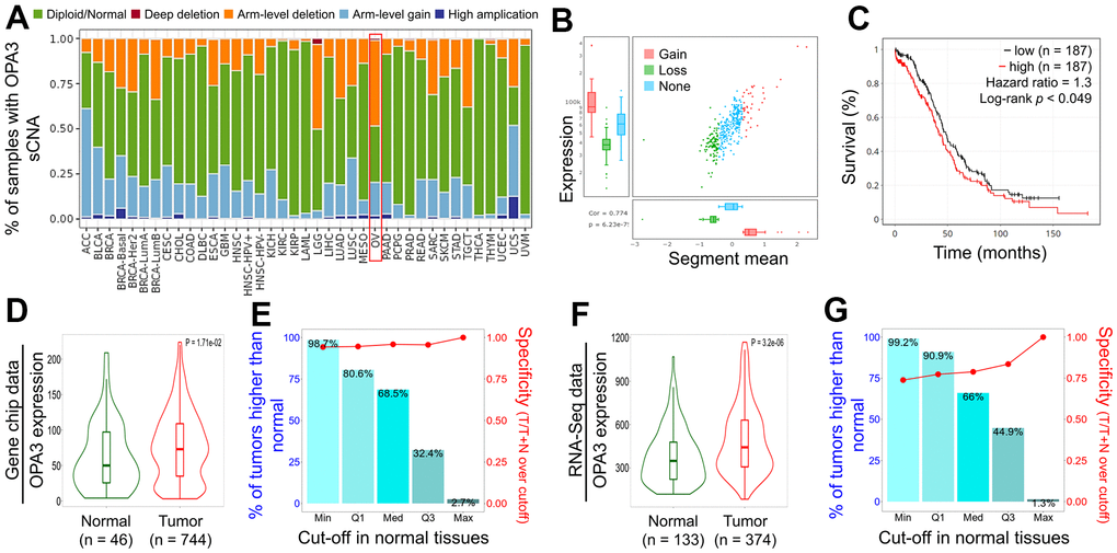 Relative expression and survival of OPA3 in OV tissues based on multiple databases. (A) Illustration of the definition of somatic cell copy alteration (SCNA) at the OPA3 gene level.(B) Distribution and correlation of CNV in ovarian cancer are marked in red (gain) and green (loss) to visualize the distribution of log2 ratios. (C) Overall survival estimates of OPA3 mRNA levels from the Kaplan-Meier Mapper database. Violin plots (D, F) and box plots (E, G) of OPA3 gene expression from RNA sequencing data and gene microarray data.