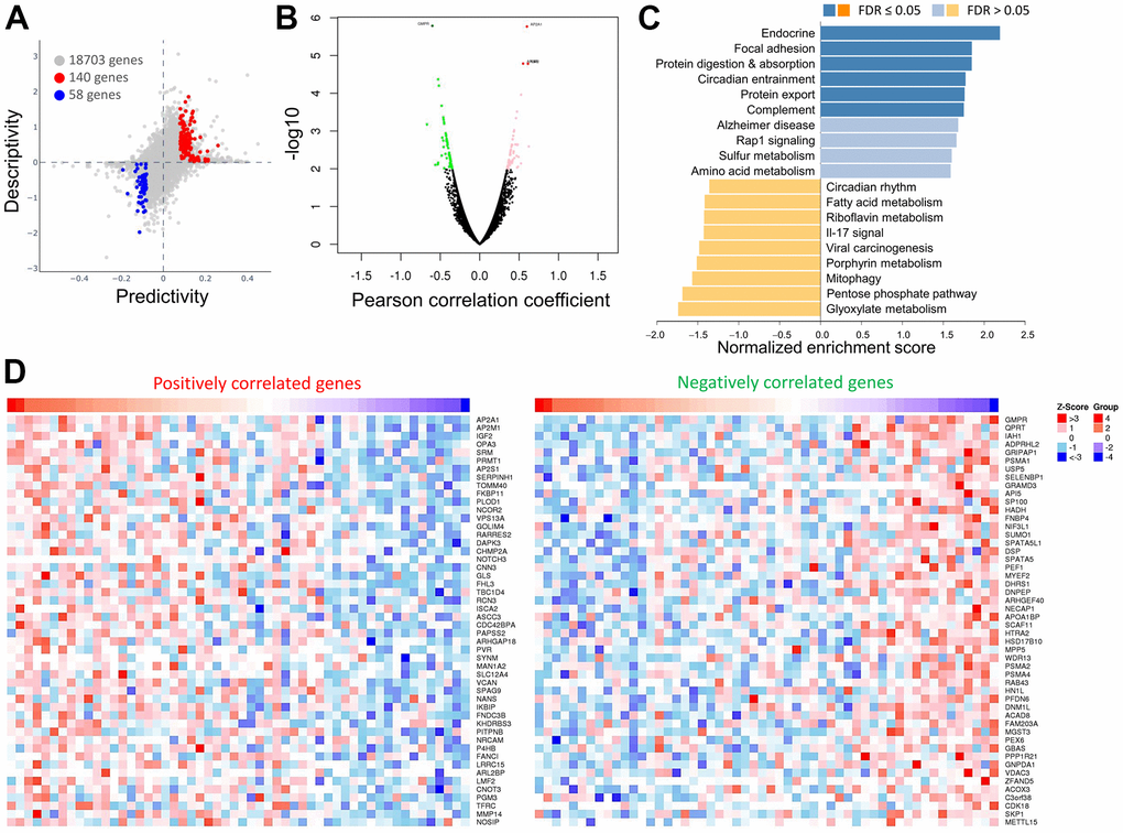 Comparisons and enrichment analysis of gene expression profiles in OPA3 in OV. (A) The predictability and descriptiveness between mRNA expression functions are plotted with ovarian cancer cell lines. (B) Analysis of differential gene expression associated with OPA3 in OV. (C) Functional enrichment analysis of OPA3 in OV. (D) Heatmap showing the top 50 genes are each significantly positively and negatively correlated with OPA3.