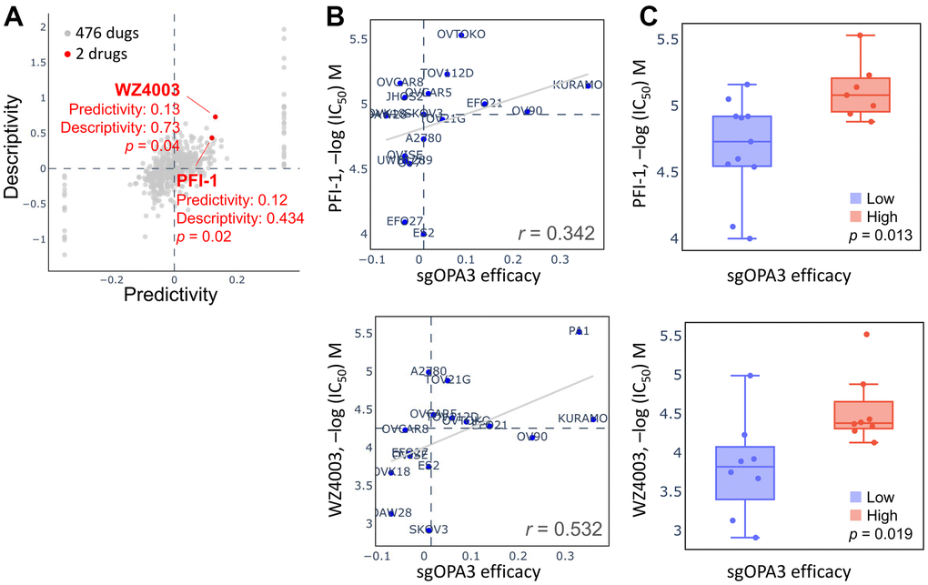 Drug sensitivity and cytotoxicity analysis in ovarian cancer cells. (A) Use of the database to query OPA3 gene signatures and screen for potential drugs. (B) Drug sensitivity of sgOPA3 gene to PFI-1 and WZ4003 in OV cell lines. (C) OPA3 efficacy of PFI-1 and WZ4003 in inhibiting OV cancer cells.
