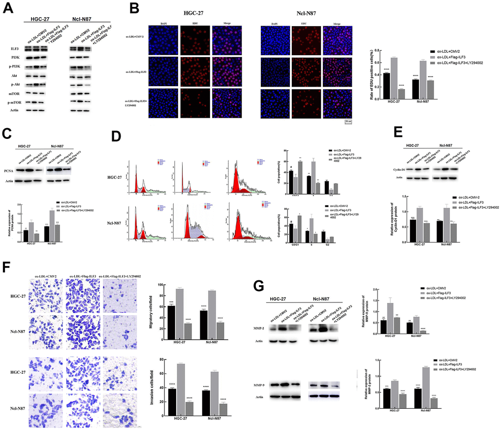 ILF3 regulated gastric cancer cell proliferation, cell cycle, migration, and invasion via PI3K/AKT/mTOR signaling pathway. (A) The effect of ILF3 on PI3K/AKT/mTOR signaling pathway was verified with western blot. ILF3-overexpressed plasmids (flag-ILF3) treatment significantly activated PI3K/AKT/mTOR signaling pathway. The expression of p-PI3K/PI3K, p-AKT/AKT, and p-mTOR/mTOR were significantly upregulated compared to vector plasmids (CMV2) group. And PI3K/AKT inhibitor LY294002 treatment significantly inhibited the PI3K/AKT/mTOR signaling pathway. (B) Edu assay analyzed the effects of PI3K/AKT/mTOR signaling pathway affected by ILF3 on cell proliferation of gastric cancer cells. ILF3-overexpressed plasmids (flag-ILF3) treatment significantly promoted the proliferation of HGC-27 and Ncl-N87 cells. And PI3K/AKT inhibitor LY294002 treatment significantly inhibited the proliferation of HGC-27 and Ncl-N87 cells compared to control group ILF3-overexpressed plasmids (flag-ILF3) group. (C) The protein expression of PCNA was lower expressed in the PI3K/AKT inhibitor LY294002 treatment and vector plasmids (CMV2) groups compared to ILF3-overexpressed plasmids (flag-ILF3) group. (D) Flow cytometry analyzed the effects of PI3K/AKT/mTOR signaling pathway affected by ILF3 on cell cycle of gastric cancer cells. ILF3-overexpressed plasmids (flag-ILF3) treatment significantly promoted the cell cycle of HGC-27 and Ncl-N87 cells. And PI3K/AKT inhibitor LY294002 treatment significantly inhibited the cell cycle HGC-27 and Ncl-N87 cells compared to ILF3-overexpressed plasmids (flag-ILF3) group. (E) The protein expression of cyclin-D1 was lower expressed in the PI3K/AKT inhibitor LY294002 treatment and vector plasmids (CMV2) groups compared to ILF3-overexpressed plasmids (flag-ILF3) group. (F) Transwell assay analyzed the effects of PI3K/AKT/mTOR signaling pathway affected by ILF3 on migration and invasion of gastric cancer cells. ILF3-overexpressed plasmids (flag-ILF3) treatment significantly promoted the migration and invasion of HGC-27 and Ncl-N87 cells. And PI3K/AKT inhibitor LY294002 treatment significantly inhibited the migration and invasion HGC-27 and Ncl-N87 cells compared to ILF3-overexpressed plasmids (flag-ILF3) group. (G) The protein expression of MMP-2 and MMP-9 were lower expressed in the PI3K/AKT inhibitor LY294002 treatment and vector plasmids (CMV2) groups compared to ILF3-overexpressed plasmids (flag-ILF3) group. **P 