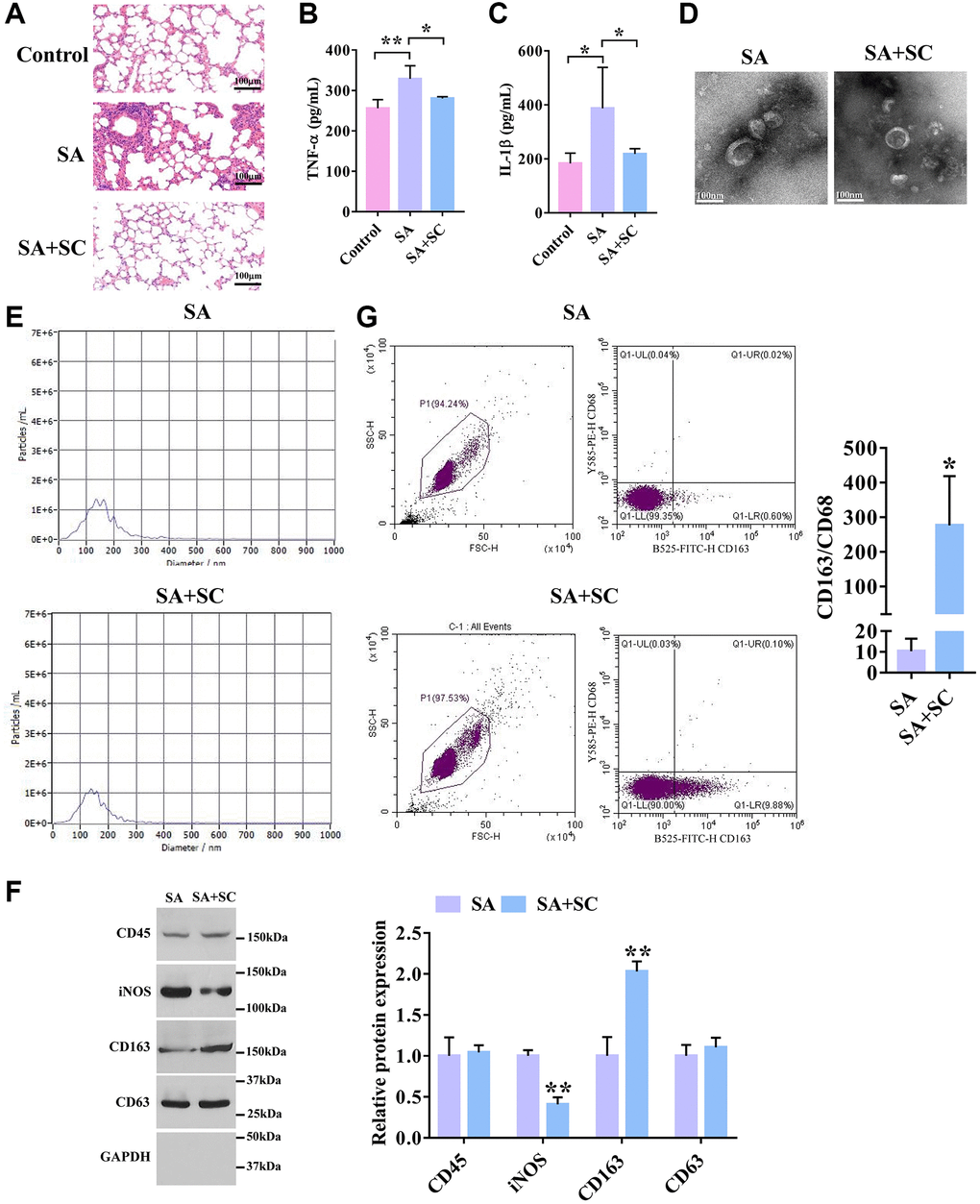 SC improves severe asthma. (A) H&E staining of lung tissues in the SA mouse model treated with SC. Scale bars = 100 μm. (B) The expression level of TNF-α in lung tissues was detected by ELISA assay. (n = 5) (C) The expression level of IL-1β in lung tissues was detected by ELISA assay. (n = 5) (D) The shape and size of the particles were evaluated using transmission electron microscopy. Representative pictures were shown. Scale bars = 100 nm. (E) Diameter distribution and particle concentration of exosomes were observed by nanoanalysis. (F) The expression levels of exosome markers and macrophage markers were detected by Western blotting. (G) Flow cytometry analysis of CD163+/CD68+ ratio. *P **P 