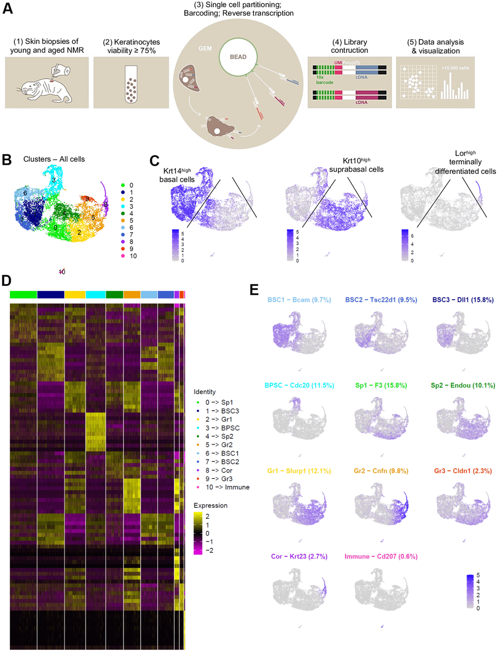 Cell populations characterization of NMR epidermis using single-cell RNA-sequencing (scRNA-seq). (A) Overview of the experimental workflow. (B) Global epidermal cell transcriptomes (n=10,232 cells) visualized with Uniform Manifold Approximation and Projection (UMAP), colored according to unsupervised clustering to better compare different cell subtypes. 11 different cell clusters were found, numbered from 0 to 10. (C) Expression of the 3 main marker genes during epidermal differentiation (Krt14, Krt10, Lor) projected onto UMAP. Cells were sub-divided into 3 main groups according to the differential epidermal cellular states: basal (Krt14high), suprabasal/intermediate (Krt10high) and corneous (Lor+) layers. Cells with the highest expression level are colored dark blue. (D) Heatmap of differentially expressed genes. For each cluster, the most differentially expressed genes and their relative expression levels in all sequenced epidermal cells are shown. Cells are represented in columns, and genes in rows. 3 selected genes for each cluster were color-coded and annotated on the right. The 10 clusters were identified as: basal and stem cells BSC1-2-3 for clusters 6-7-1; basal proliferating and stem cells BPSC for cluster 3; spinous layer cells Sp1 and Sp2 for clusters 0-4; granular layer cells Gr1-2-3 for clusters 2-5-9 respectively; corneous layer cells Cor for cluster 8; immune for immune cells cluster 10. (E) Expression levels for each cell are color-coded and overlaid onto UMAP plot for one selected cluster-specific gene. Cells with the highest expression level are colored dark blue. % of cells in each cluster is annotated.