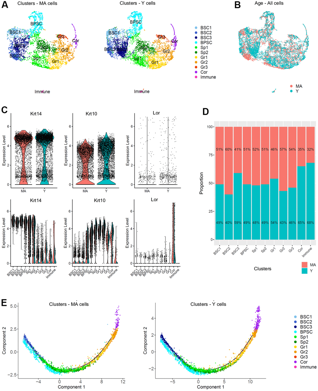 Single cell populations and trajectories analysis of young versus middle-aged NMR epidermal cells reveals no difference between the 2 age groups. (A) Uniform Manifold Approximation and Projection (UMAP), colored according to unsupervised clustering from middle-aged (MA; n=4,218 cells) and young (Y; n=6,014 cells) NMR epidermal cells. Cell populations from both MA and Y NMR were unchanged as the same 11 clusters were detected. (B) Cells from both MA (red) and Y (blue) NMR were jointly projected on the same UMAP plot, showing an overlap of the 2 age groups tested. (C) Violin plots of Krt14, Krt10 and Lor marker genes expressed by MA (red) and Y (blue) epidermal cells (upper panel) and segregated by cluster (lower panel). No detectable changes in their expression were found. (D) Bar graph representing the relative proportion of epidermal cells in each cluster between MA (red) and Y (blue) animals. There was no significant difference in epidermal cell proportion between the 2 age groups using Chi2 statistic test (pval ≤ 0,05). (E) Unsupervised differentiation trajectories constructed with M3Drop and Monocle v2.10.1 for MA and Y keratinocytes. Immune cells’ cluster 10 has been excluded to focus on epidermal keratinocytes. The results showed a unique trajectory with no branches in both samples and the same repartition of cluster among the trajectory. BSC = basal and stem cells; BPSC = basal proliferating and stem cells; Sp = Spinous layer cells; Gr = granular layer cells; Cor = corneous layer cells.