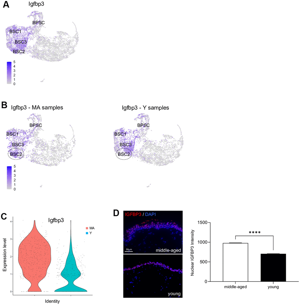 Igfbp3 expression in young versus middle-aged NMR keratinocytes. (A) Expression levels for Igfbp3 gene onto Uniform Manifold Approximation and Projection (UMAP). Note that its expression is restricted to basal stem and proliferative cell clusters BSC1-2-3 and BPSC. (B) Expression levels for Igfbp3 gene onto UMAP for MA (middle-aged) and Y (young) NMR. The dotted circle delimits BSC2 cluster. (C) Violin plots of Igfbp3 genes expressed by MA (red) and Y (blue) epidermal cells. (D) IGFBP3 staining photomicrographs on sections of MA and Y NMR back skin. Cells were stained with Alexa 546 fluorochromes. Negative controls were performed in parallel with the samples substituting the primary antibody with the equivalent isotype. Scale bar = 50 μm. Histogram showing the quantification of nuclear IGFBP3 expression in both age group. Bars: SEM. *represents differences between the age groups. ****p≤0.0001 in Student’s t-test. n=4 animals per group.