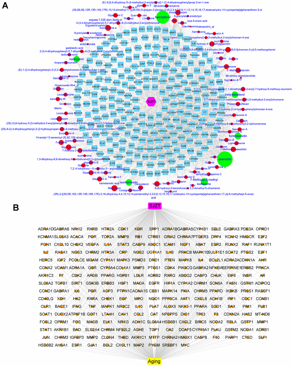 Determination of active components of SJZT and common targets related to aging. (A) SJZT-compounds-target network: The blue round rectangle stand for targets of SJZT compounds, red ellipse and green ellipse stand for SJZT compounds, the edge represented the interaction between nodes, degree indicated nodes sizes stand for interacting with the number of targets. Pink Hexagonal represents SJZT formula. (B) SJZT-target-aging network. The SJZT-target-aging network contains 241 nodes and 478 edges.