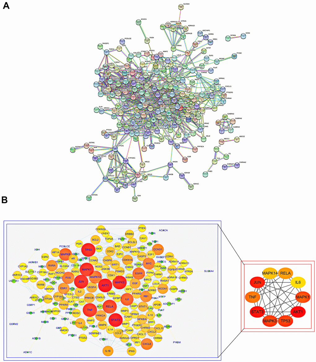 PPI analysis of common targets of SJZT to identify core targets. (A) PPI network of SJZT anti-aging related protein from STRING database. (B) Higher degrees indicated larger node sizes and the edge thickness represents the connection score. Screening of the Top 10 core targets. Nodes size and red color depth are proportional to their degree.