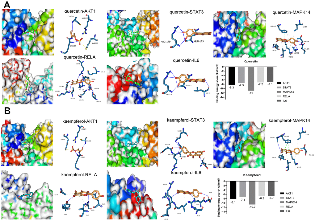 Molecular docking between small molecule ligands and core targets protein. The 3D surface structure of protein receptors and small molecular ligands is shown on the left. The right side shows the binding pattern of the small molecular ligand to the core target protein. AKT1-PDBID: 4gv1, STAT3-PDBID: 6njs, MAPK14-PDBID: 3Zs5, RELA-PDBID: 6nv2, IL6-PDBID: 1alu. (A) Quercetin (B) Kaempferol.