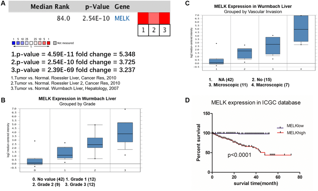 Oncomine and ICGC database analysis of MELK in HCC. Oncomine analysis of MELK expression in cancer and normal tissues. (A) Heatmaps showing MELK expression in clinical HCC samples vs. normal tissues. Association between MELK expression and tumor grade (B) and vascular invasion (C) in the Wurmbach Liver dataset. (D) Overall survival analysis of MELK expression in the ICGC database.