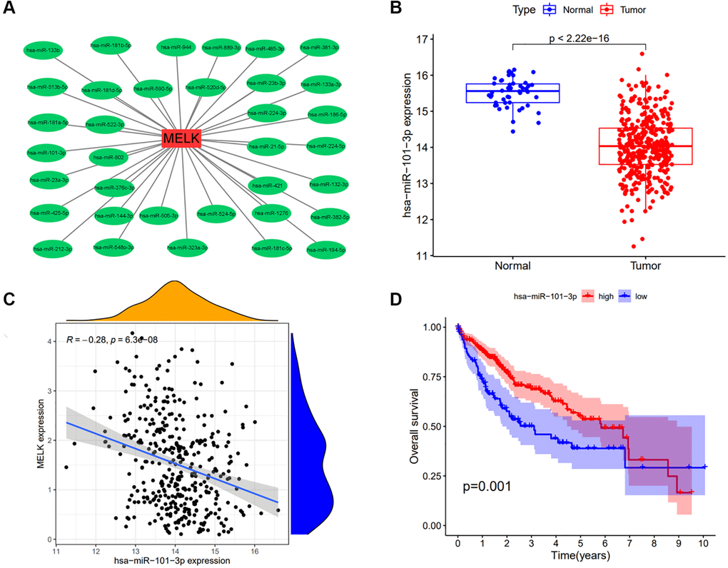 Analysis of has-miR-101-3p as an upstream regulator of MELK in HCC. (A) miRNA-MELK regulatory network constructed by Cytoscape. (B) Association of MELK and miRNA expression analyzed by starBase. (C) Expression of hsa-miR-101-3p in tumor and normal tissue analyzed by starBase. (D) Prognostic value of hsa-miR-101-3p assessed by Kaplan-Meier survival analysis.