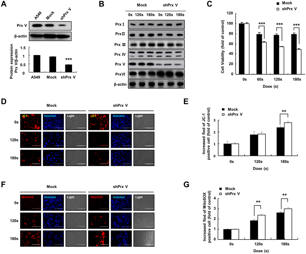 PAM treatment can induce ROS accumulation and MMP loss in A549 cells leading to cell death. (A) Knockdown of PRDX5 after transfection with shPRDX5 was verified in A549 cells via western blotting using PRDX5 antibodies. (B) Changes in expression levels of peroxide reductase family members in the A549 PRDX5 knockdown cell line after PAM treatment. (C) Comparison of cell viability between the shPRDX5 and control groups. (D and E) Imaging of shPRDX5-transfected A549 cells and control A549 cells exposed to PAM and stained with JC-1. (F and G) Relative fluorescence intensity of Mito-SOX staining. The data are presented as the mean ± standard deviation of three independent experiments. Significant differences are indicated at *p **p ***p 