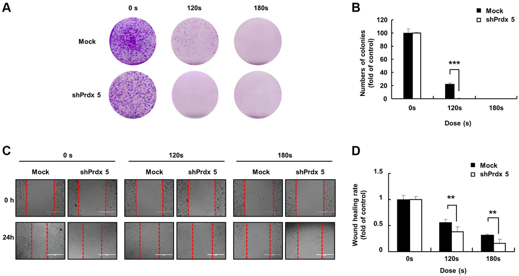 PRDX5 knockdown enhanced the ability of PAM to inhibit the malignant behavior of A549 lung cancer cells. (A) The day after cancer cells had attached to the bottom of plates and the medium was removed following PAM treatment. Upper panel: the colony-forming ability in A549 cells exposed to PAM for 7 days as detected via colony formation assays. (B) Quantification of colony formation data. (C) Images of the wound healing assay. (D) Quantification of wound healing area. The data are presented as the mean ± standard deviation of three independent experiments. Significant differences are indicated at *p **p ***p 