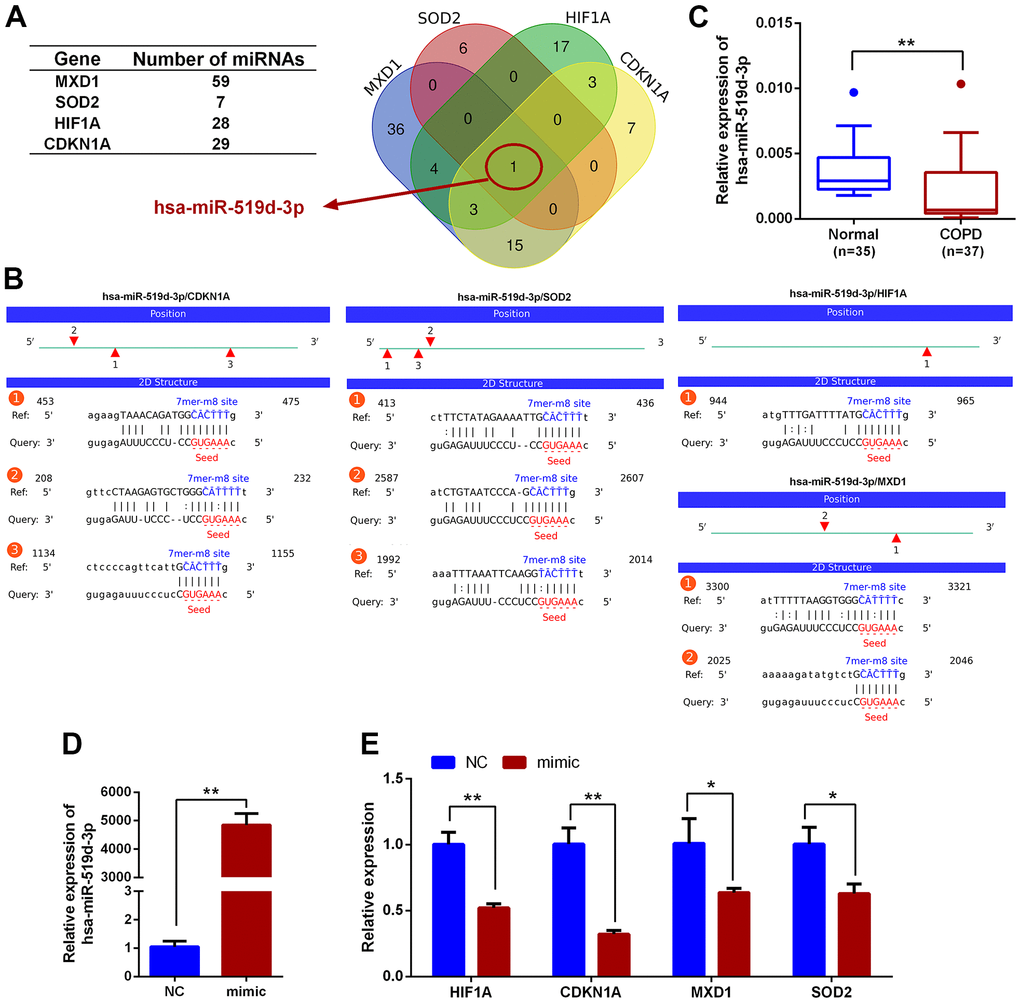 Prediction of miRNAs that could regulate HIF1A, CDKN1A, MXD1 and SOD2. (A) Venn diagram of miRNAs predicted to target CDKN1A, HIF1A, MXD1 and SOD2. (B) The predicted interactions of hsa-miR-519d-3p with CDKN1A, HIF1A, MXD1 and SOD2. (C) qRT-PCR expression analysis of hsa-miR-519d-3p in PBMCs from COPD and healthy volunteers; data are presented as 2(-ΔCт) relative to U6. (D) Expression analysis of hsa-miR-519d-3p in Beas-2B cell following transfection with hsa-miR-519d-3p mimic. (E) Expression of CDKN1A, HIF1A, MXD1 and SOD2 in Beas-2B cell following transfecting with hsa-miR-519d-3p mimic; data are presented as 2(-ΔΔCт) relative to GAPDH. *P P 