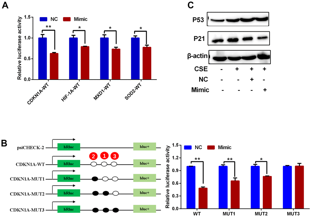 Regulatory interactions between hsa-miR-519d-3p and CDKN1A, HIF1A, MXD1 and SOD2. (A) Luciferase reporter assay for detection of the interaction of hsa-miR-519d-3p with 4 candidate genes. (B) Results of luciferase reporter assay demonstrate that hsa-miR-519d-3p directly binds to CDKN1A. (C) Western blot analysis of the effect of hsa-miR-519d-3p on CSE-induced aging-related proteins. *P P 
