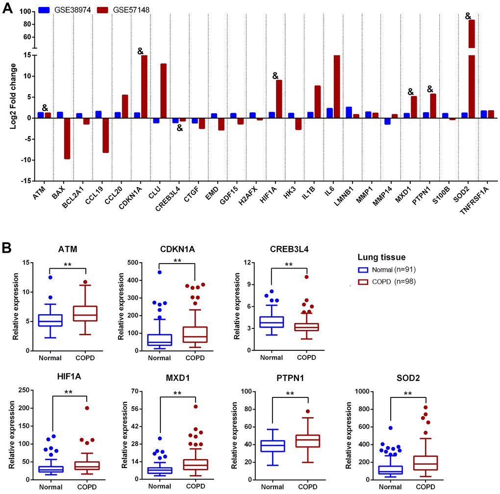 Validation of 24 aging- and COPD-related genes in GSE57148. (A) The comparative analysis of 24 aging- and COPD-related genes in GSE38974 and GSE57148 datasets; “&” means the genes with consistent relative expression trend in both GSE38974 and GSE57148 datasets. (B) Boxplot of the expression of 7 aging- and COPD-related genes (ATM, CDKN1A, CREB3L4, HIF1A, MXD1, PTPN1, and SOD2) in GSE57148. Data presented as probe intensity. *P P 