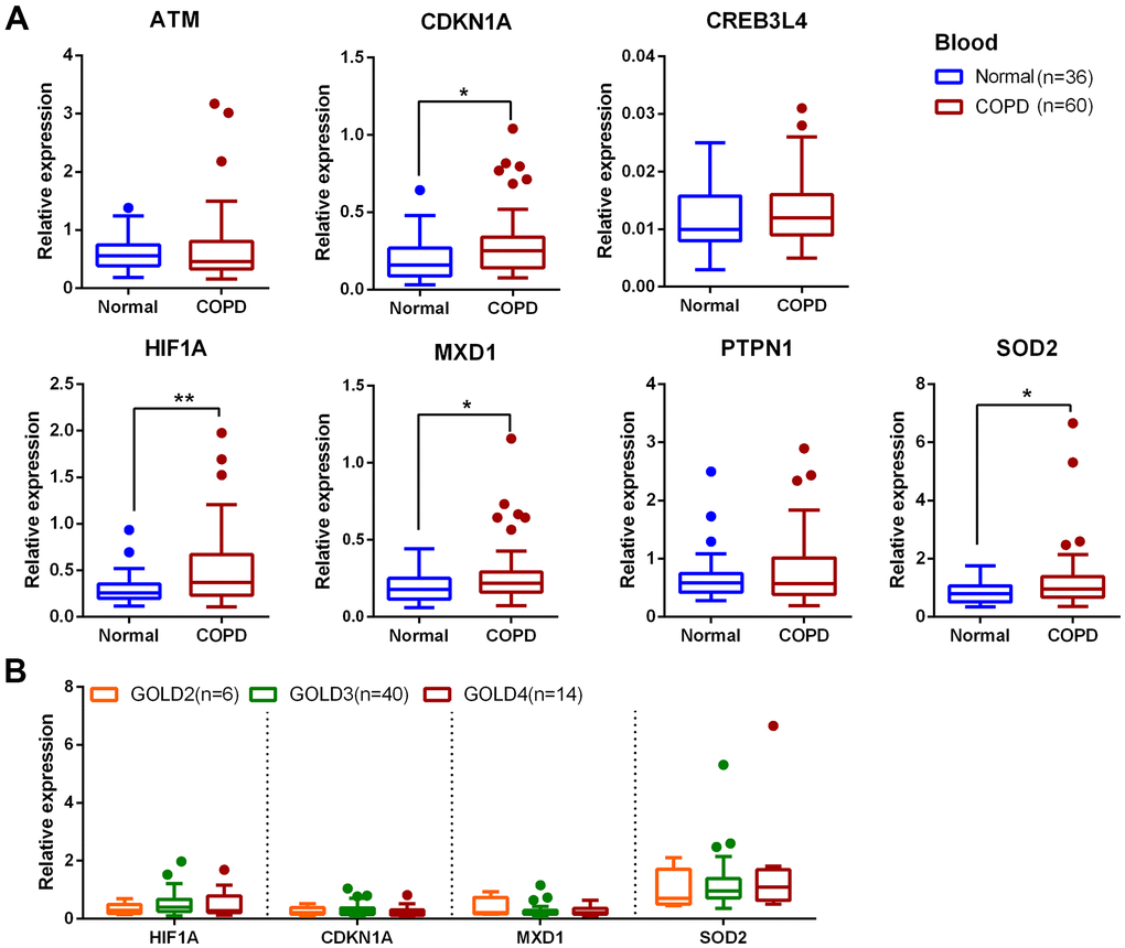 Expression of 7 aging-related gene candidates in COPD and normal PBMCs. (A) Expression analysis of ATM, CDKN1A, CREB3L4, HIF1A, MXD1, PTPN1 and SOD2 in blood samples by qRT-PCR; data are present as 2(-ΔCт) relative to GAPDH. (B) Expression analysis of HIF1A, CDKN1A, MXD1 and SOD2 at different GOLD stages of COPD. *P P 