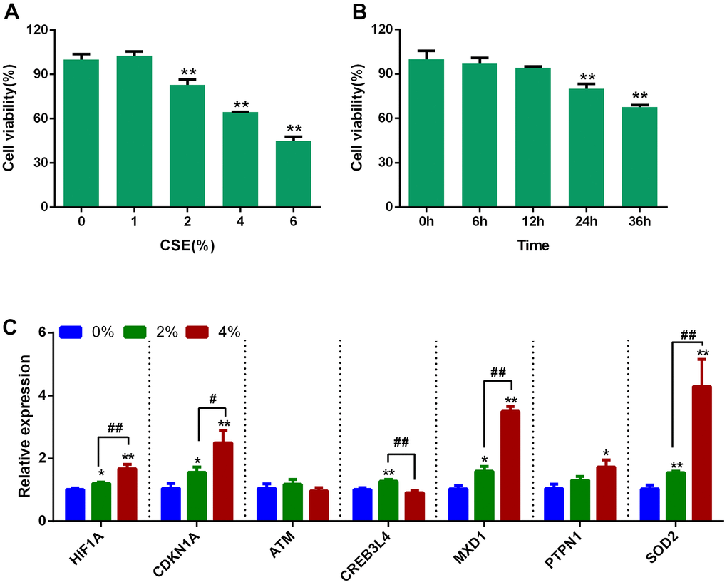 Expression of 7 aging- and COPD-related genes in CSE-stimulated Beas-2B cells. (A) Effects of different concentrations of CSE on the cell viability of Beas-2B at 24 hours. (B) Beas-2B cells were treated with 2% CSE, and the cell viability was measured at different time points. (C) Expression analysis of the 7 aging- and COPD-related genes in CSE-stimulated Beas-2B cells; data are presented as 2(-ΔΔCт) relative to GAPDH. *P P #P ##P 