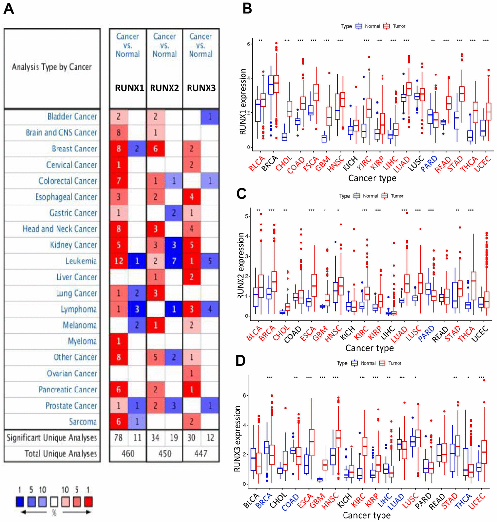 Expression levels of RUNX gene family in different types of human cancers. (A) Numbers of datasets with statistically significant increased (red) or decreased (blue) mRNA expression of RUNX from Oncomine. (B) RUNX1, (C) RUNX2, and (D) RUNX3 gene expression levels in different cancer types (red) and normal tissue (blue). *ppp