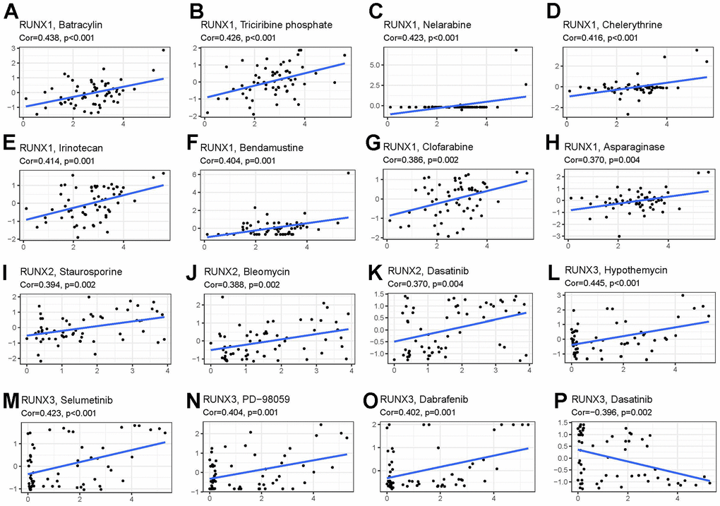 Drug sensitivity analysis of RUNX gene family gene. RUNX1 expression was positively associated with sensitivity to (A) batracylin, (B) triciribine phosphate, (C) nelarabine, (D) chelerythrine, (E) irinotecan, (F) bendamustine, (G) clofarabine, and (H) asparaginase; RUNX2 expression was positively related to sensitivity to (I) staurosporine, (J) bleomycin, and (K) dasatinib; and RUNX3 expression was positively associated with sensitivity to (L) hypothemycin, (M) selumetinib, (N) PD-98059, and (O) dabrafenib and negatively related to sensitivity to (P) dasatinib.