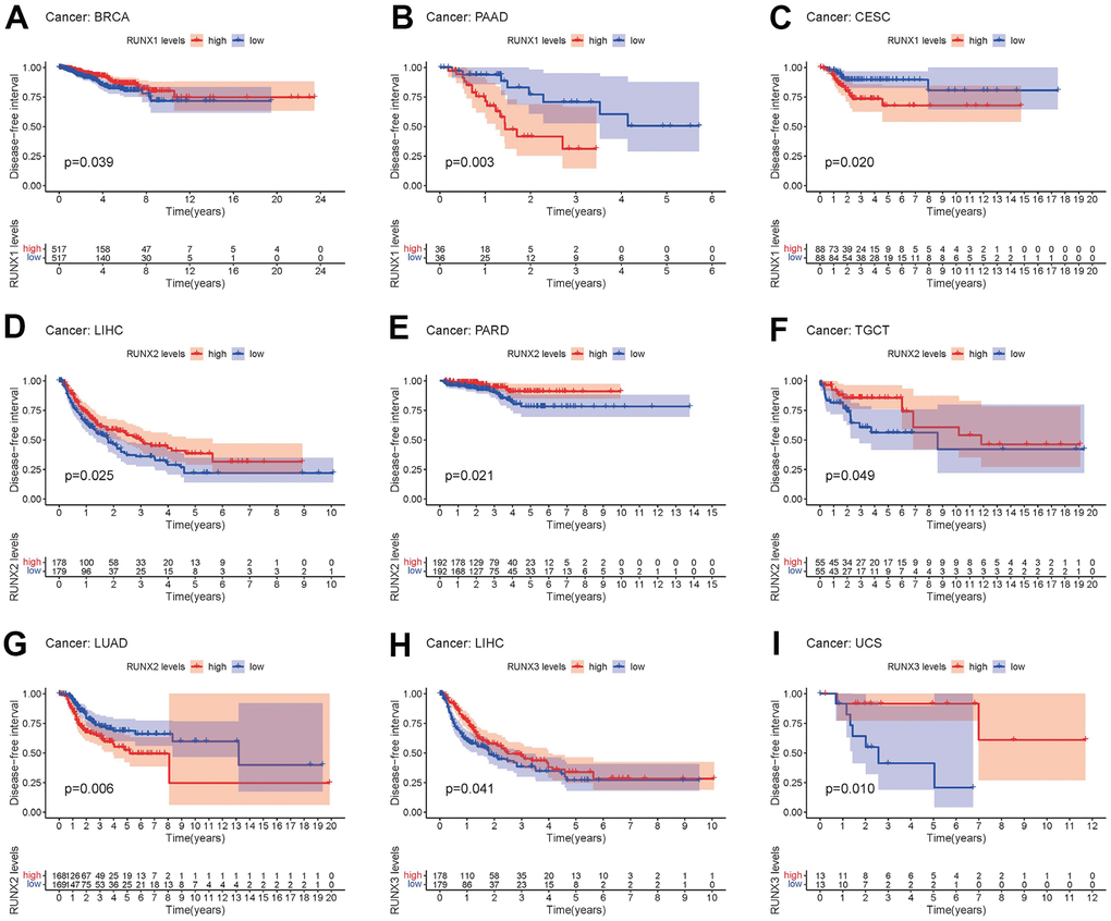 Kaplan–Meier survival curves comparing pan-cancer high and low expression of RUNX gene family genes. DFI survival curves for RUNX1 in different cancers: (A) BRCA, (B) PAAD, (C) CESC. DFI survival curves for RUNX2 in different cancers: (D) LIHC, (E) PARD, (F) TGCT, (G) LUAD. DFI survival curves for RUNX3 in different cancers: (H) LIHC, (I) UCS.